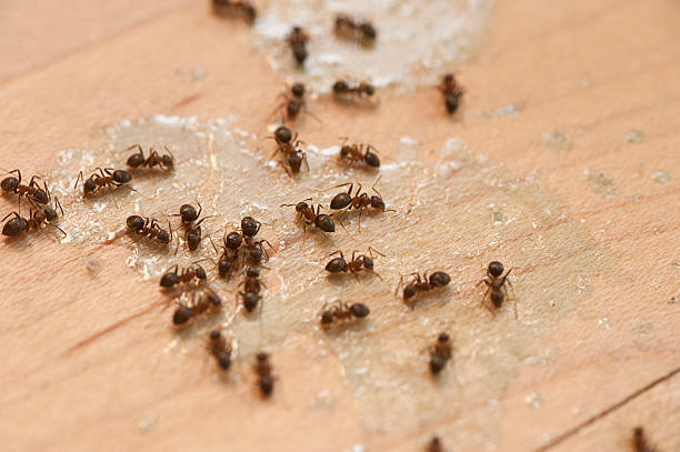 Best Mosquito Control Services  in Linn, MO